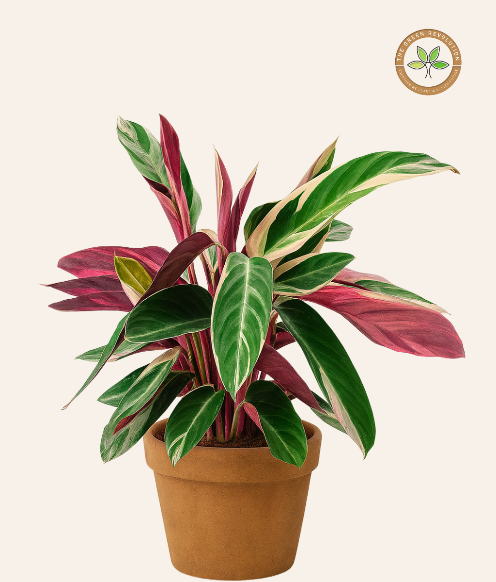 Calathea Stromanthe (Stromanthe Triostar)