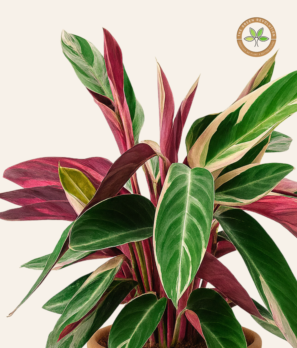 Calathea Stromanthe (Stromanthe Triostar)