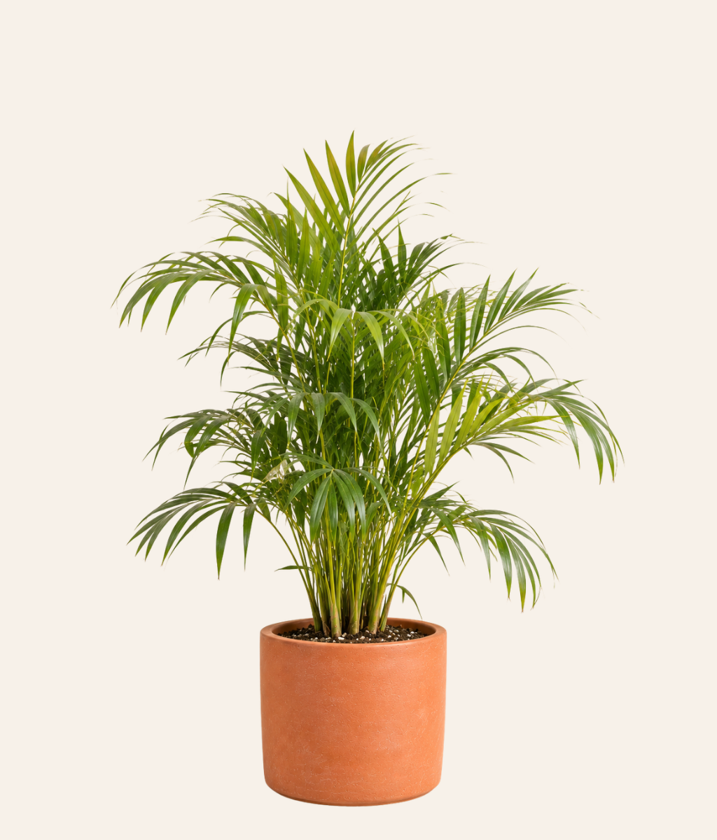 Areca Palm