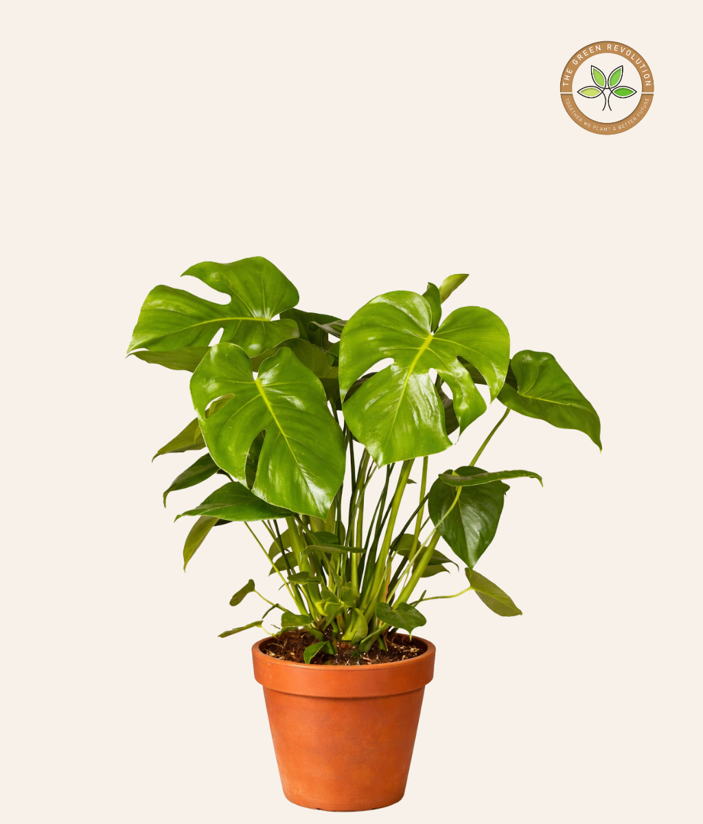 Monstera Swiss Cheese Plant (Monstera adansonii)