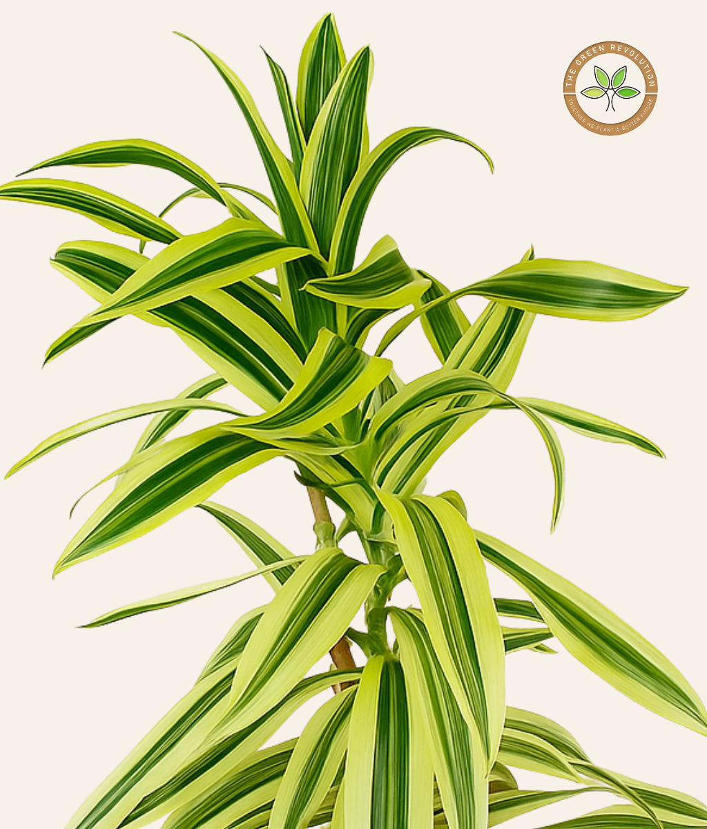 Dracaena Reflexa ‘Song of India’