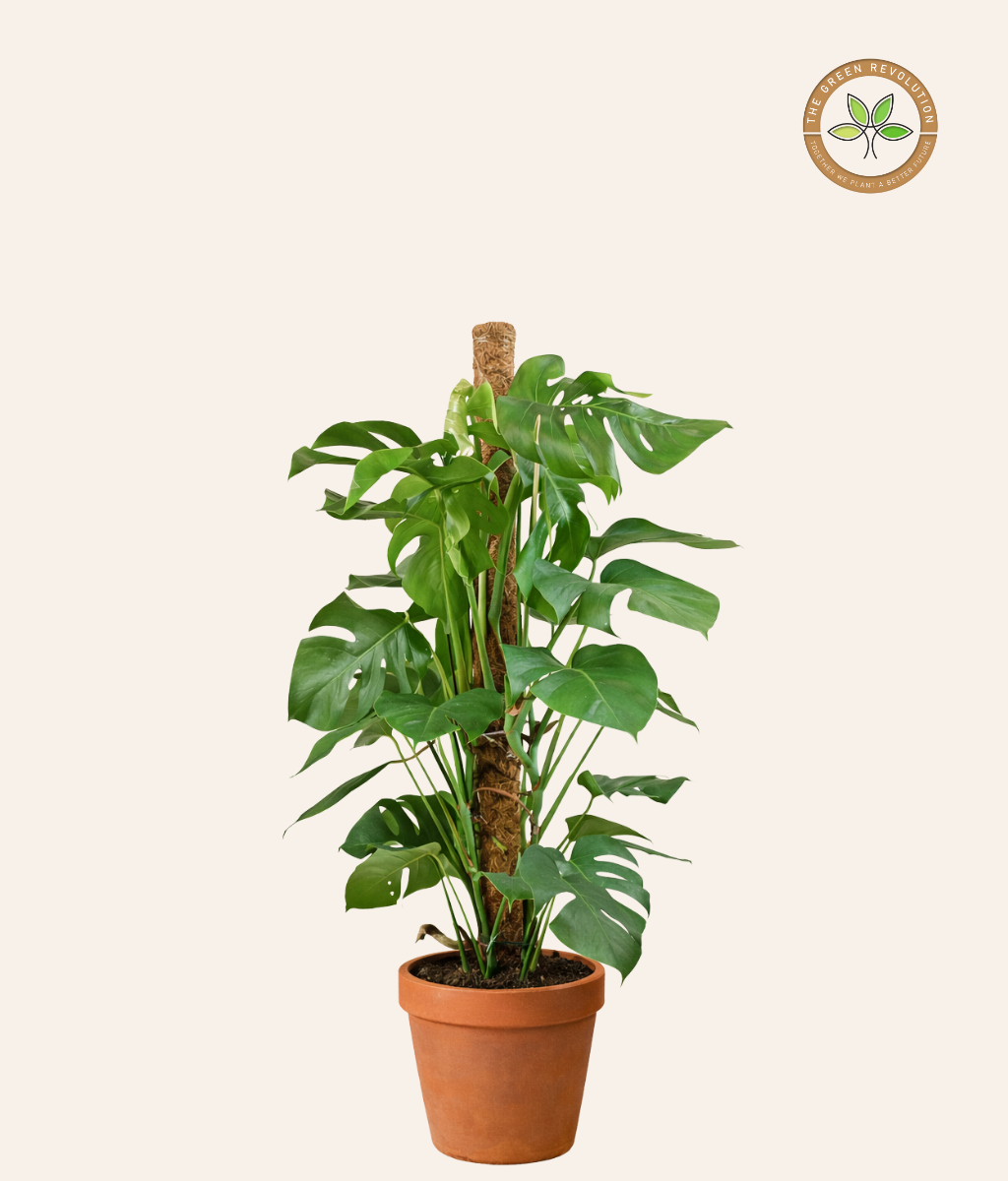 Monstera Swiss Cheese Plant (Monstera adansonii)