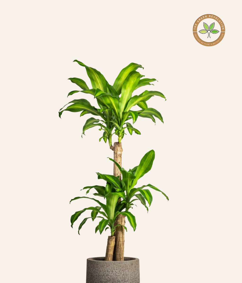 Dracaena Fragrans