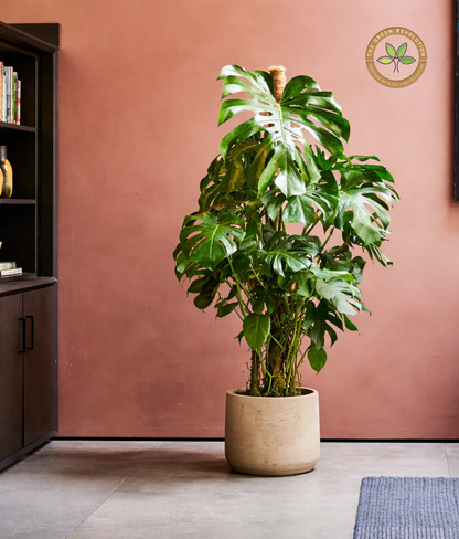 Monstera Swiss Cheese Plant (Monstera adansonii)