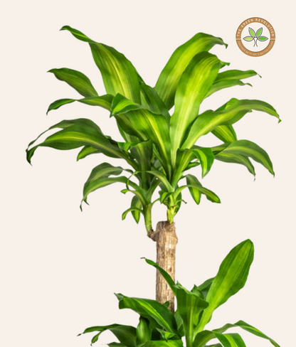Dracaena Fragrans