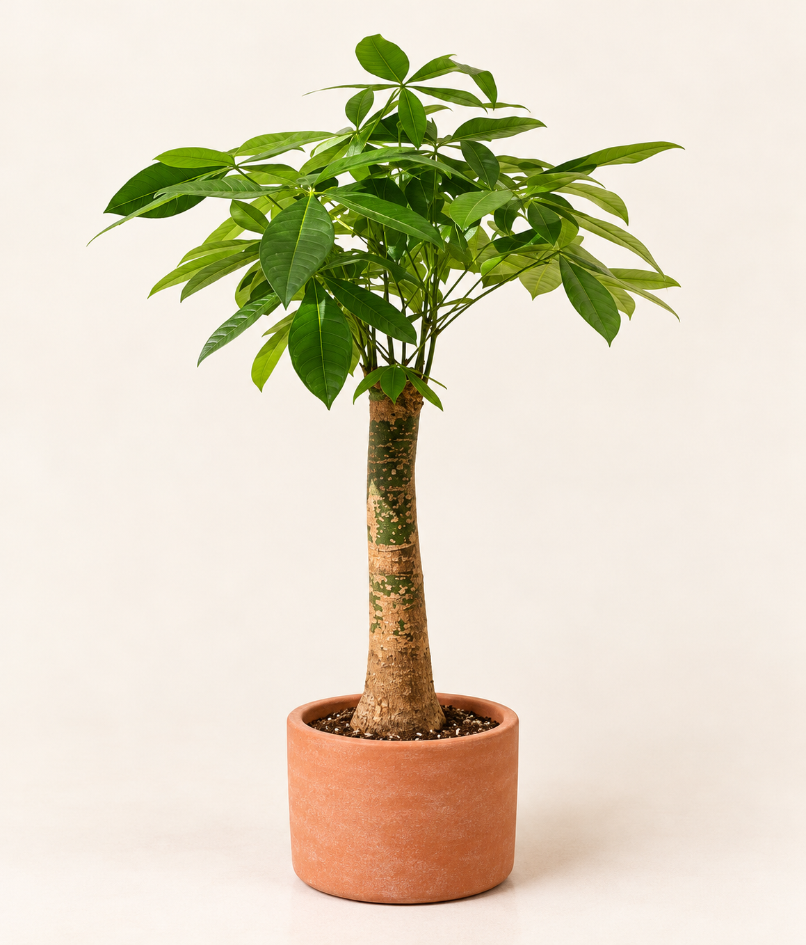 Pachira (Money Tree) (Braided)