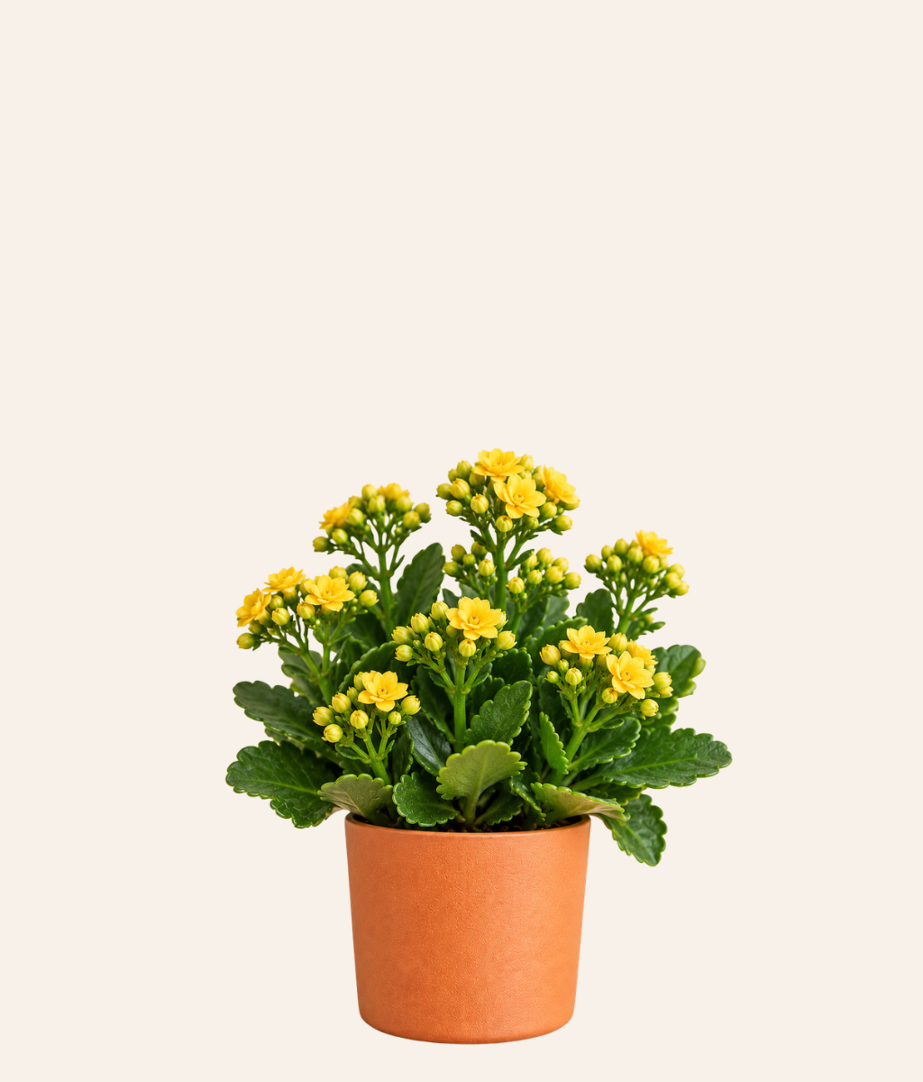 Kalanchoe (Flowering Succulent)