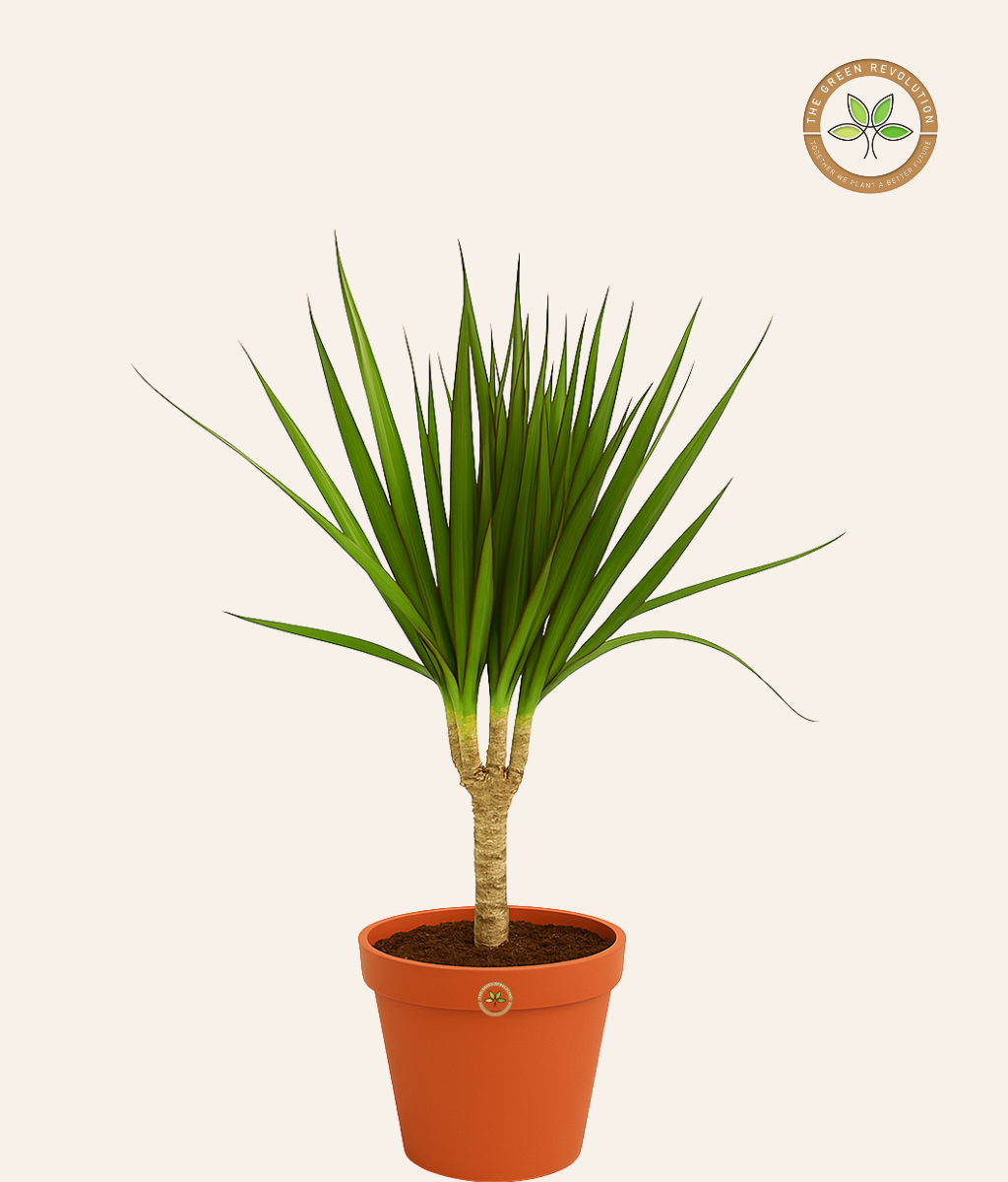 Dracaena Draco (Dragon Tree)