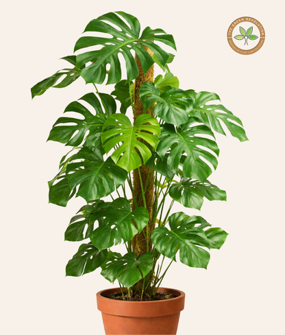 Monstera Swiss Cheese Plant (Monstera adansonii)