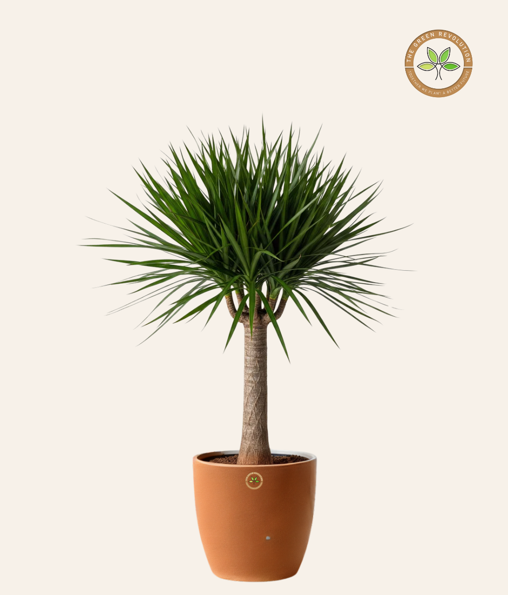 dracaena draco png Dracaena Draco (Dragon Tree) – The Green Revolution (TGR)