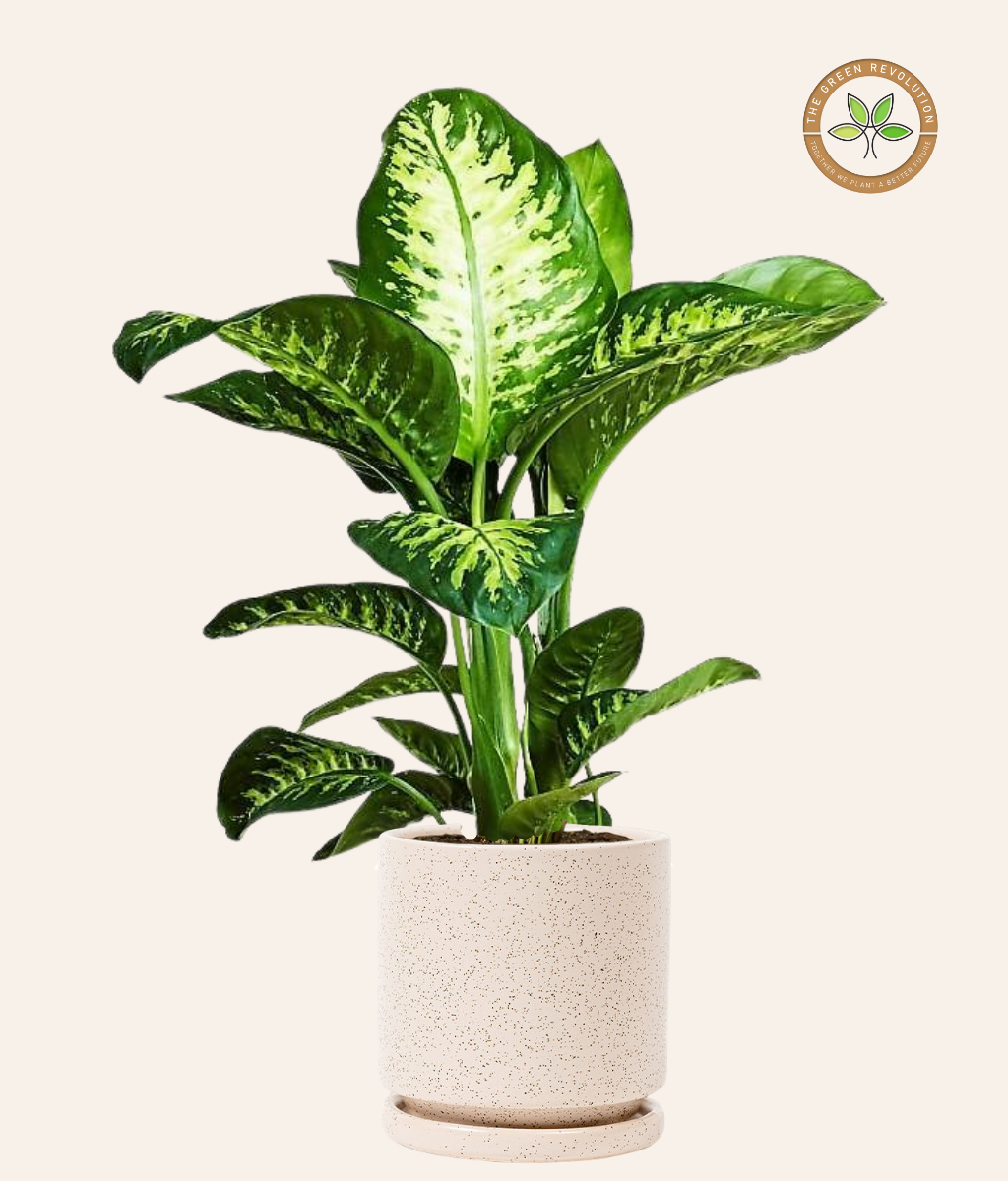 Dieffenbachia ‘Tropic Snow’