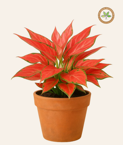Aglaonema Red