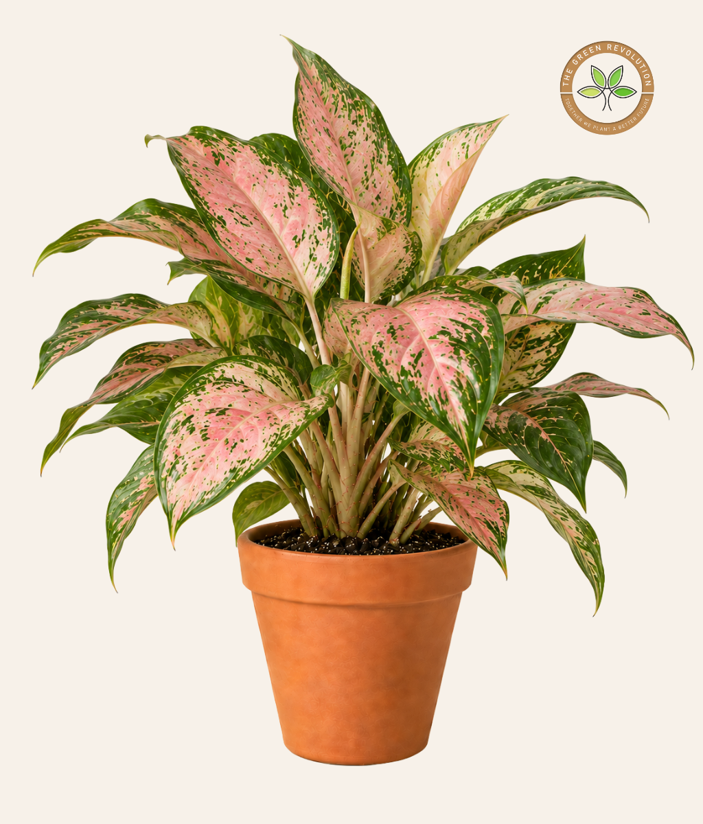 Aglaonema Red &amp; Pink