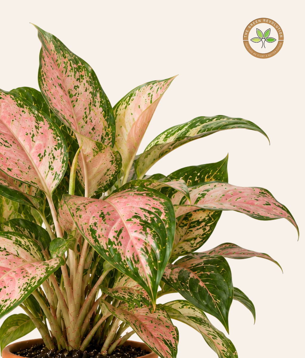 Aglaonema Red &amp; Pink