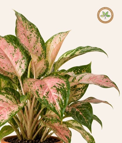 Aglaonema Red &amp; Pink