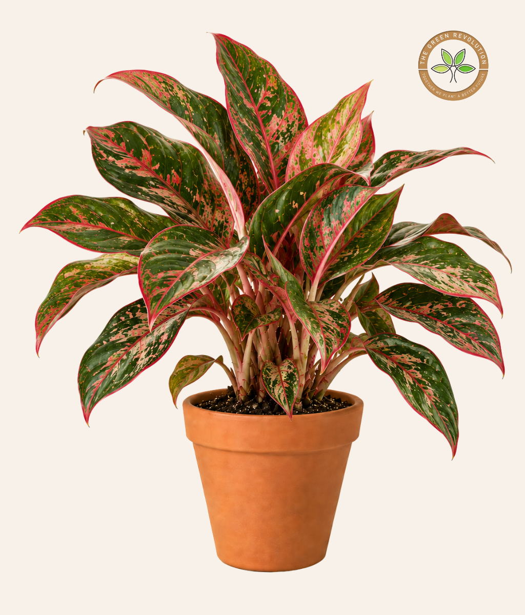 Aglaonema Red &amp; Pink