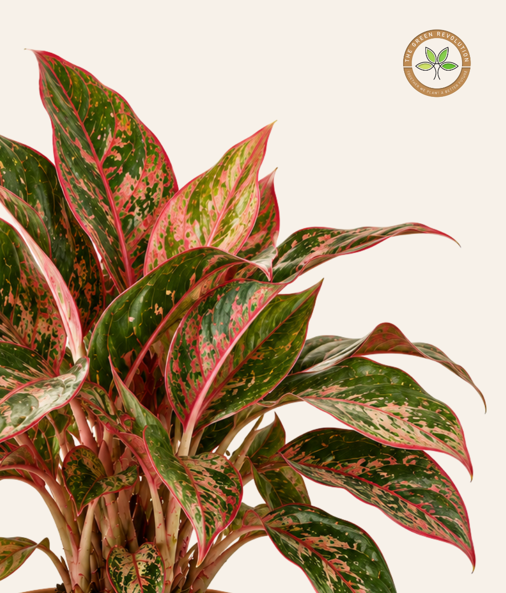 Aglaonema Red &amp; Pink