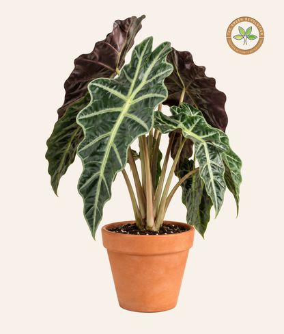 Alocasia Polly (African Mask Plant)