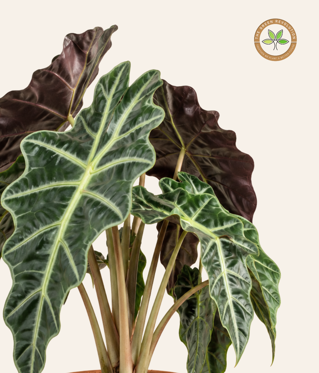 Alocasia Polly (African Mask Plant)