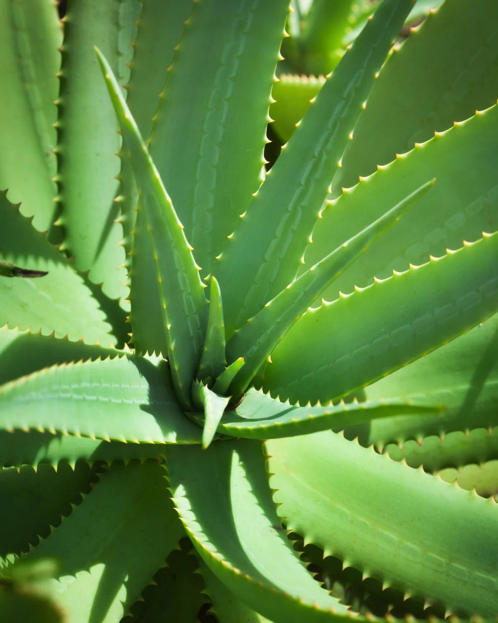 Aloe Vera - Indoors