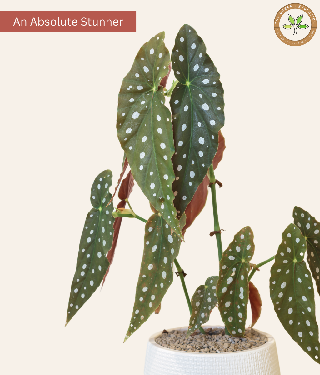 Begonia Maculata (Polka Dot Begonia)
