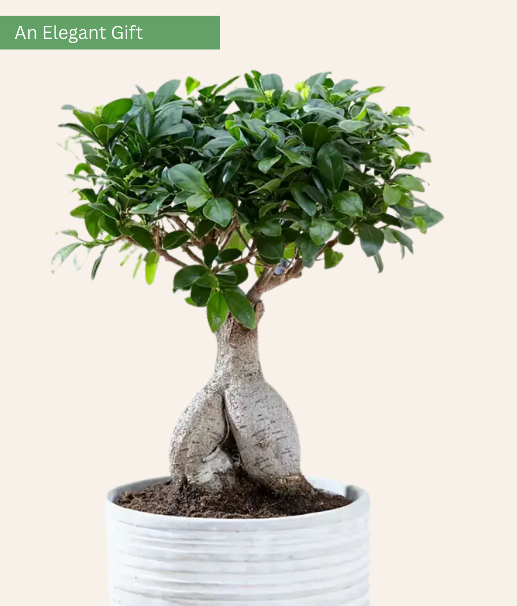Ficus Bonsai