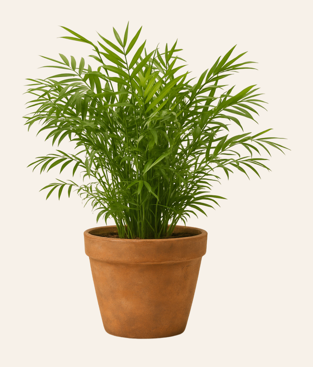 Areca Palm (Dypsis)