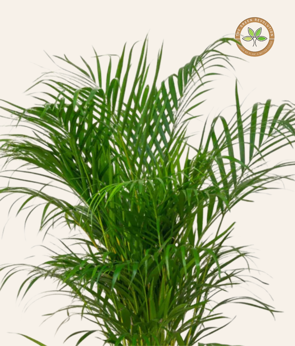 Chrysalidocarpus lutescens (Areca Palm)