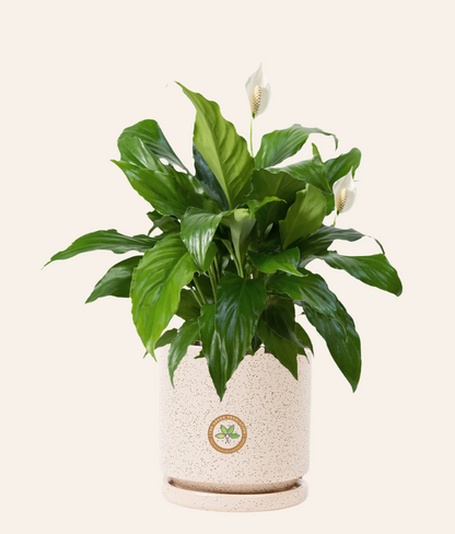 Spathiphyllum (Peace Lily)