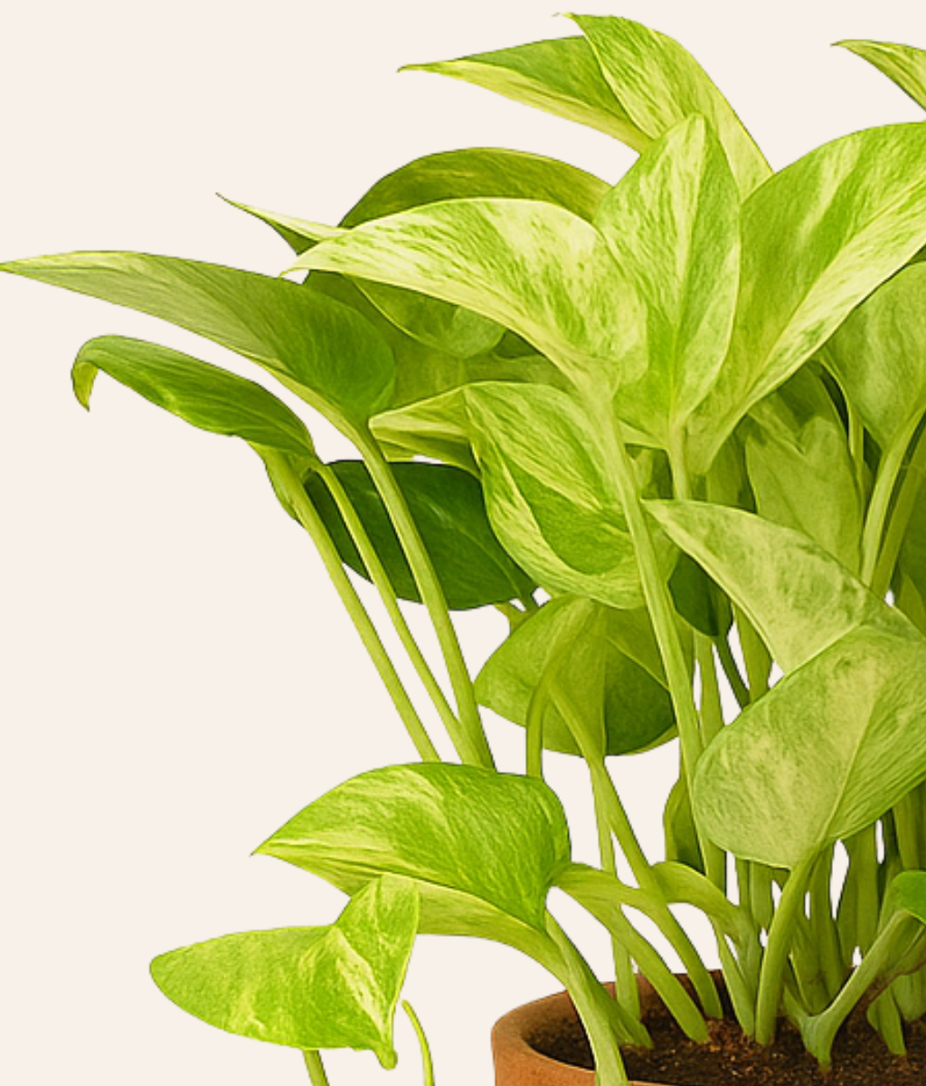 pothos dubai Epipremnum 'Enjoy' (Pothos ) (Money Plant) – The Green Revolution (TGR)