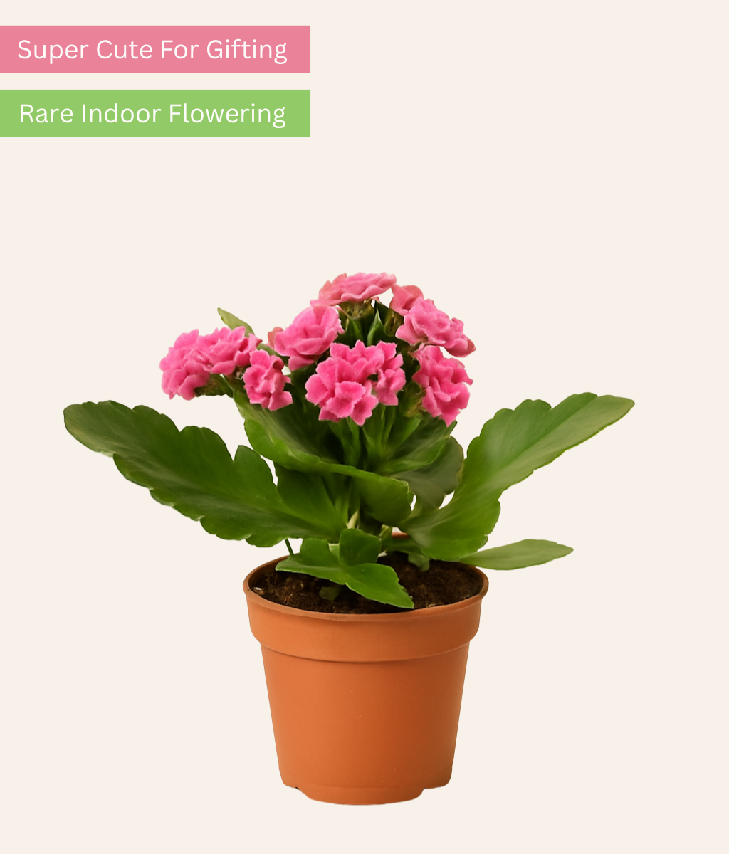 Kalanchoe