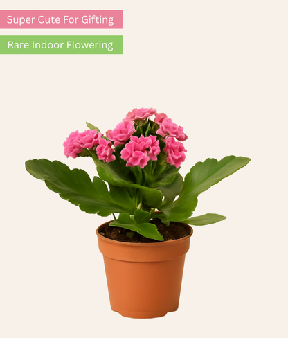 Kalanchoe