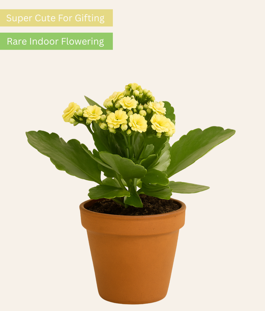 Kalanchoe