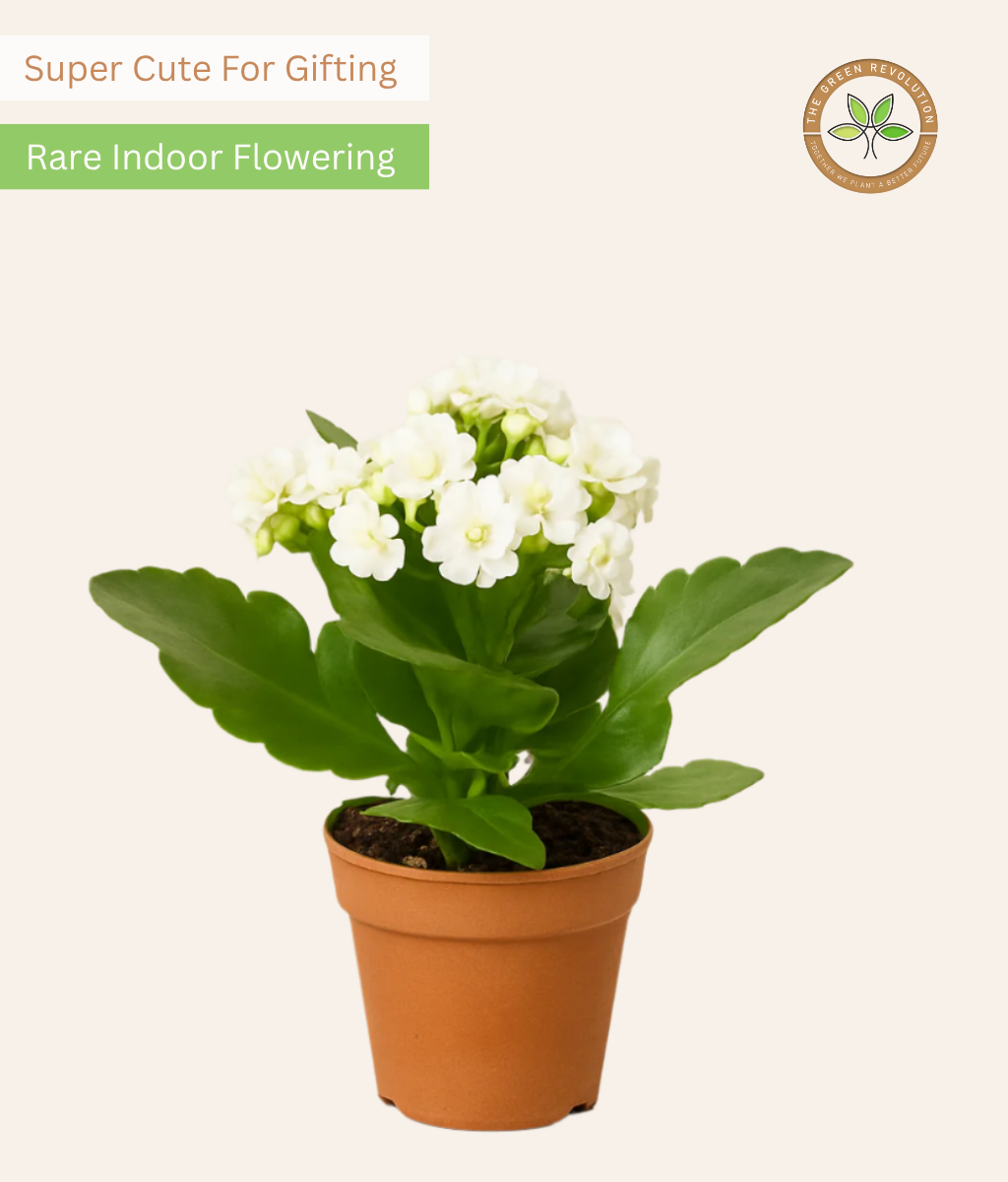 Kalanchoe