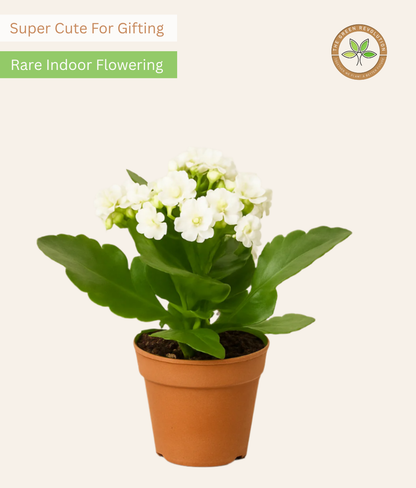 Kalanchoe