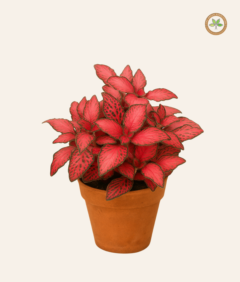 Fittonia