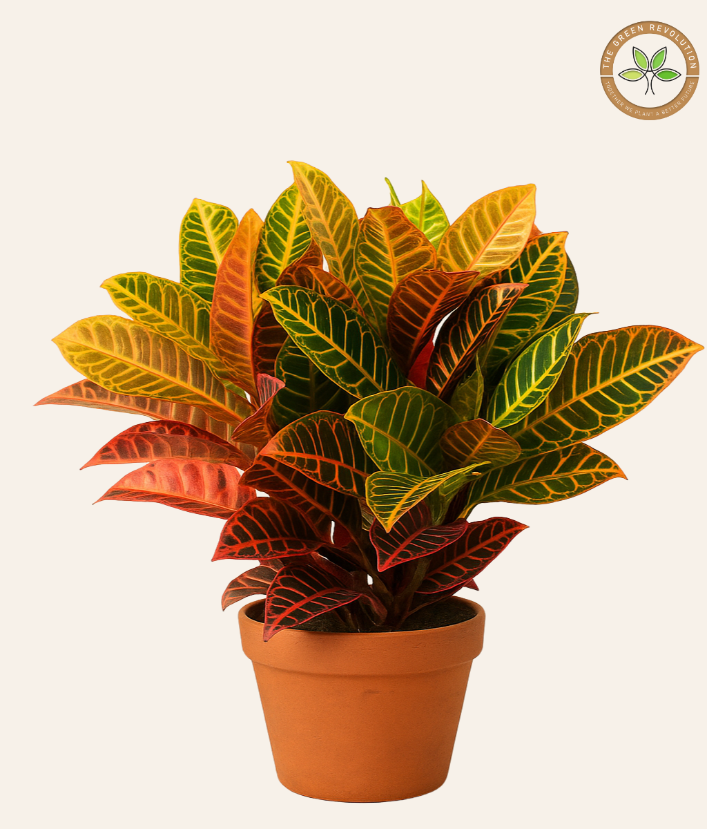 Croton Petra (Codiaeum variegatum &