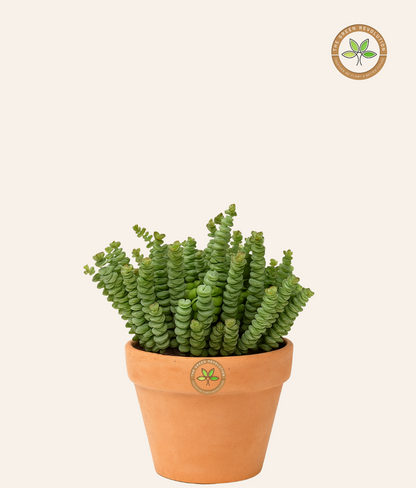 Crassula Marnieriana (Jade Necklace Plant)
