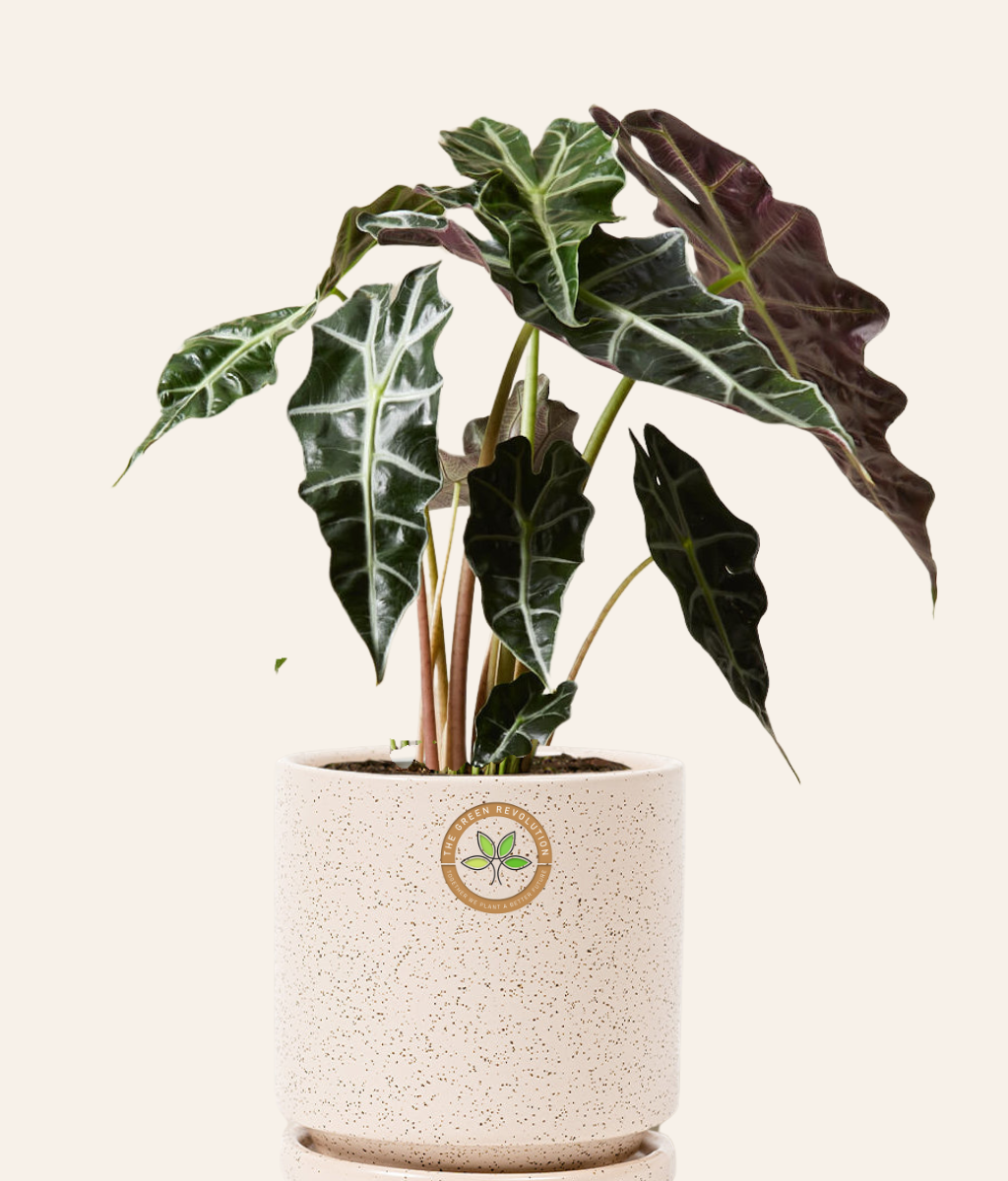 Alocasia Polly (African Mask Plant)