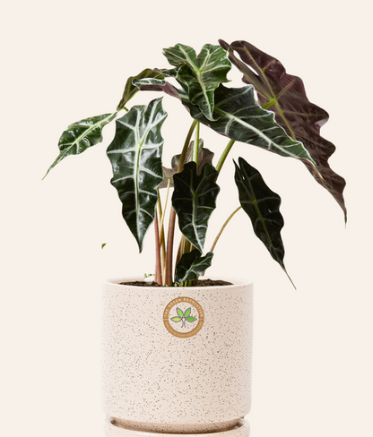Alocasia Polly (African Mask Plant)