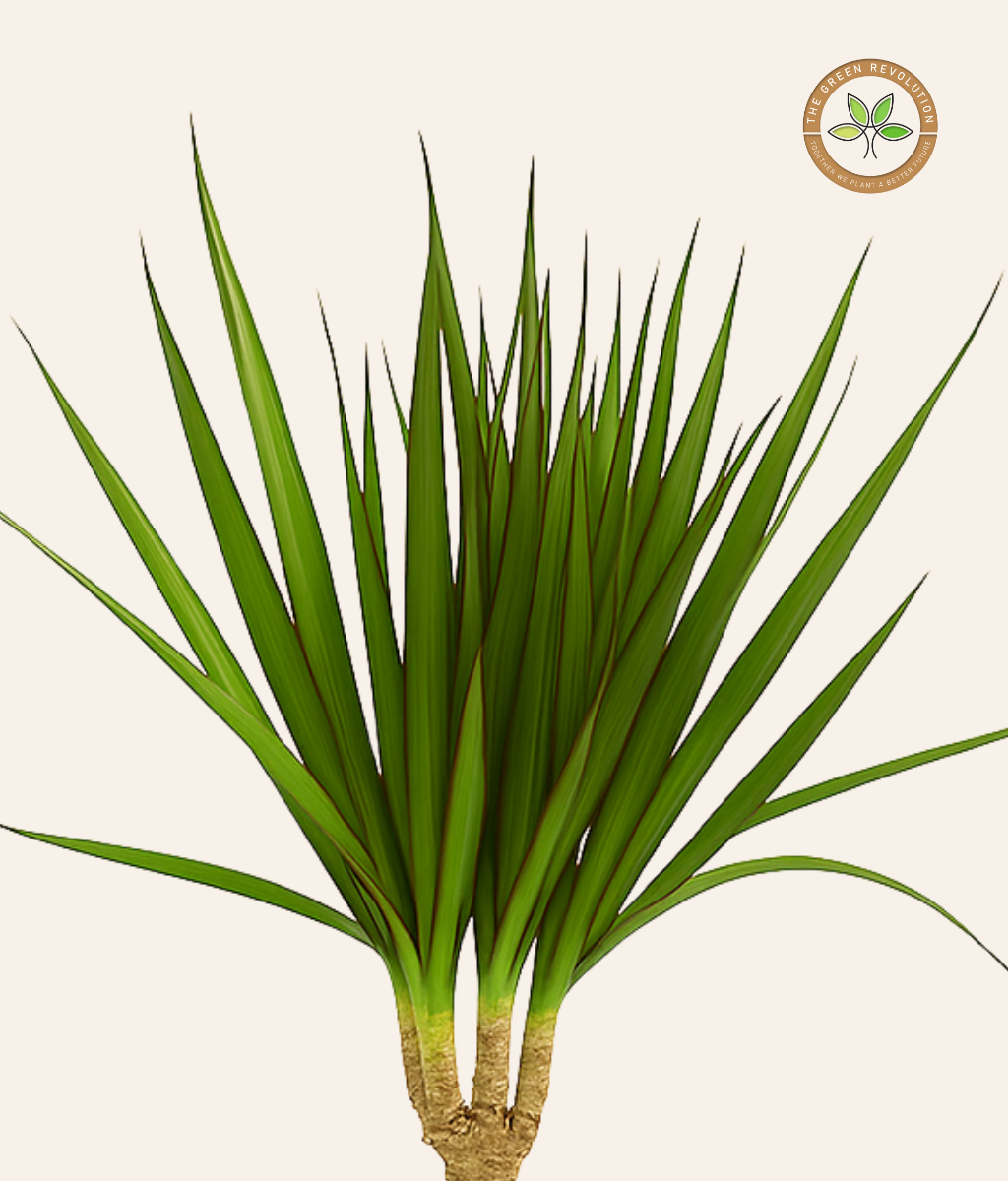 Dracaena Draco (Dragon Tree)