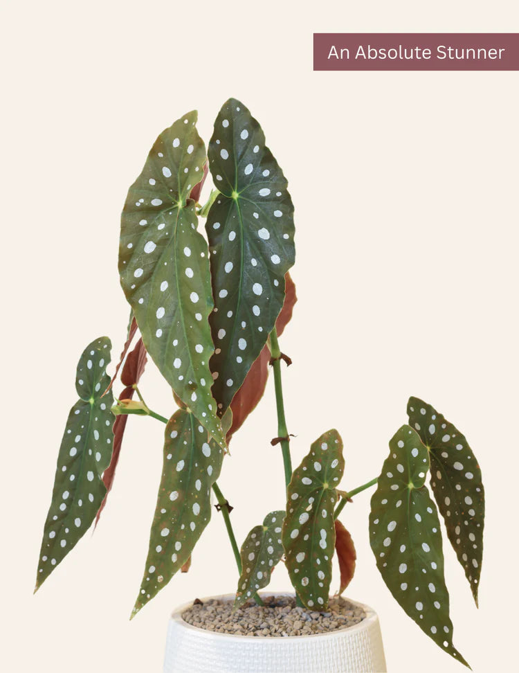 Begonia Maculata (Polka Dot Begonia)