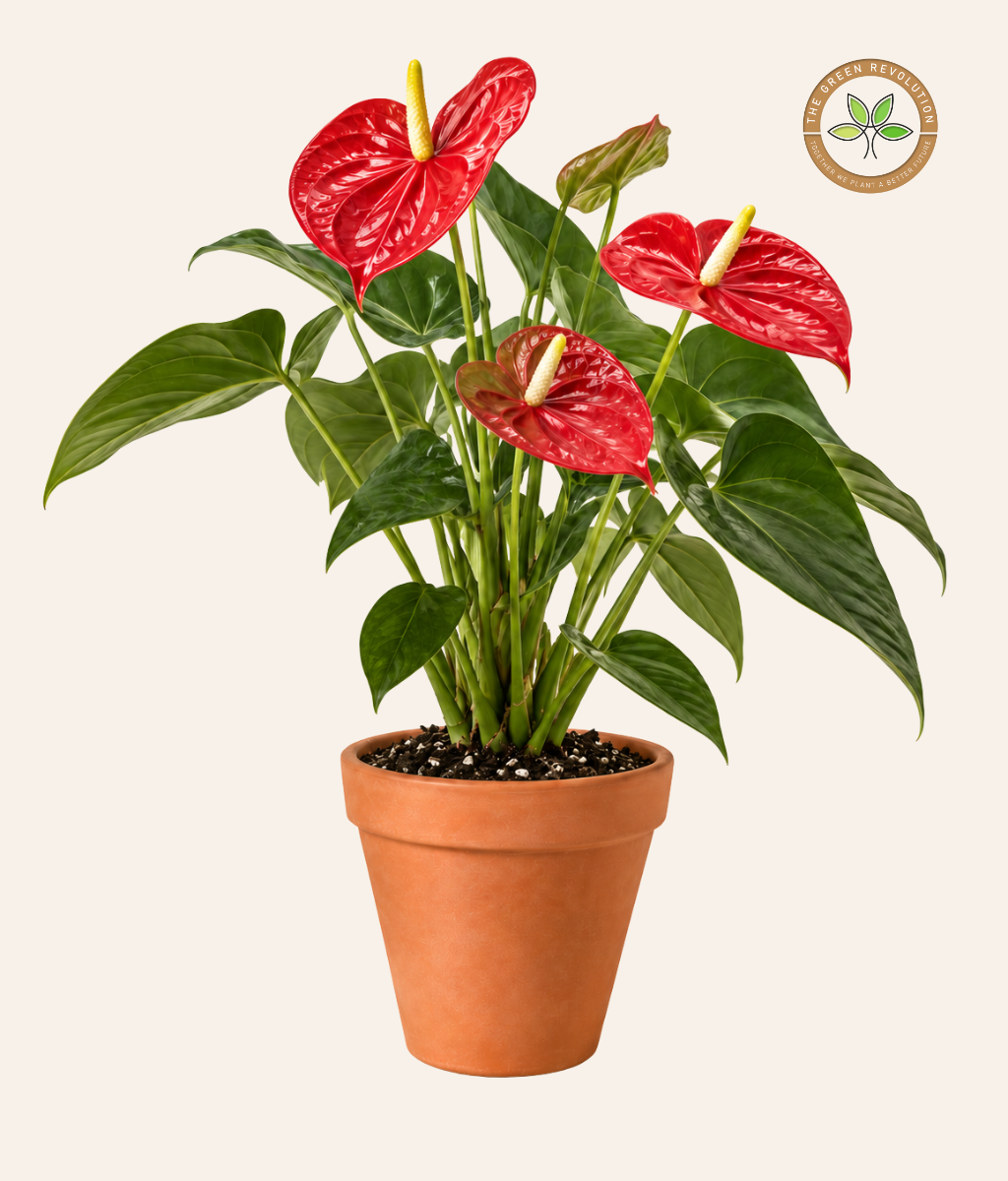 Anthurium Andreanum (Flamingo Flower)