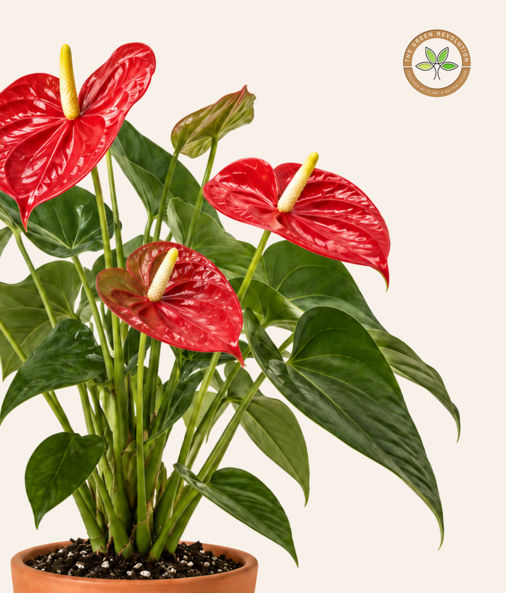 Anthurium Andreanum (Flamingo Flower)