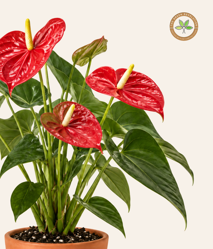 Anthurium Andreanum (Flamingo Flower)