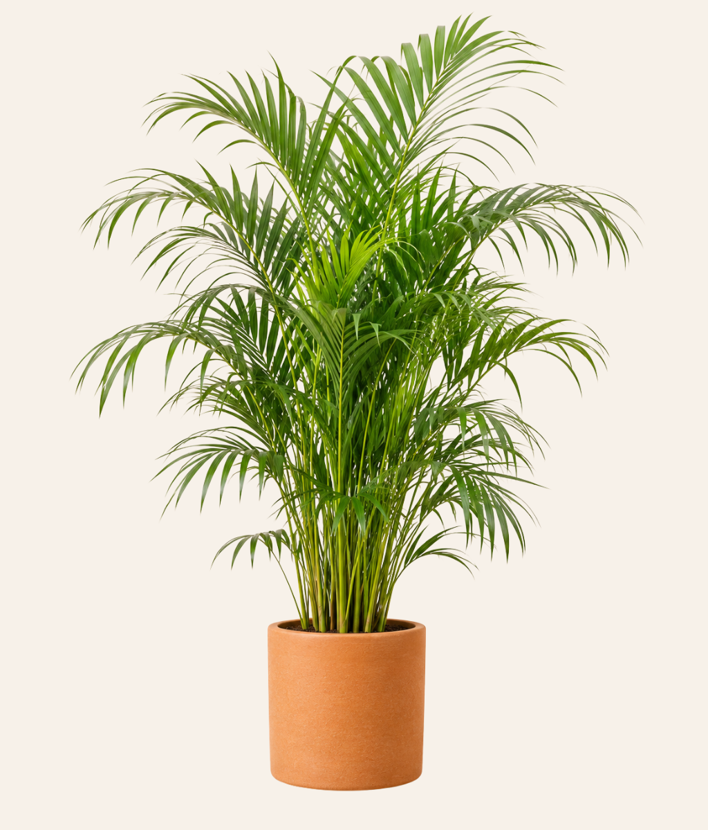 Areca Palm