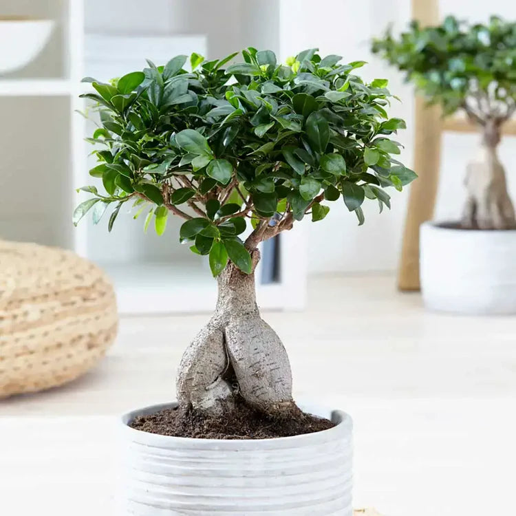 Ficus Bonsai