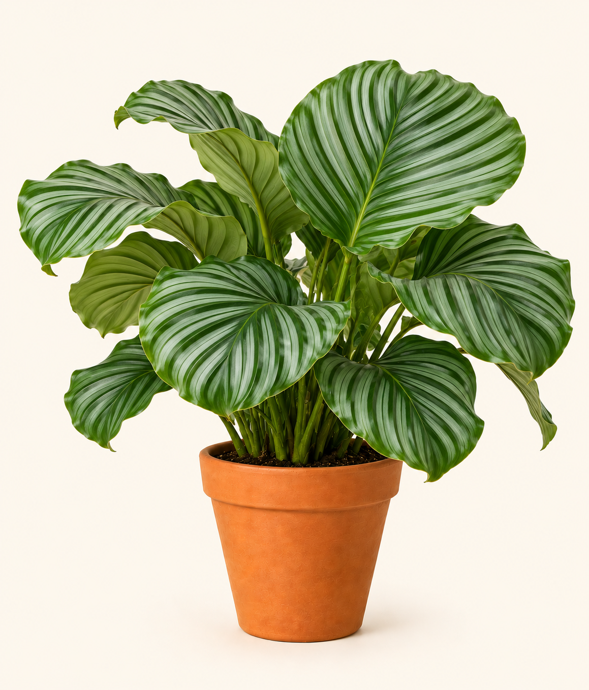 A potted Calathea Ocellaris plant with striking green and white striped leaves, in a classic terracotta-colored plastic pot, set against a solid cream background.