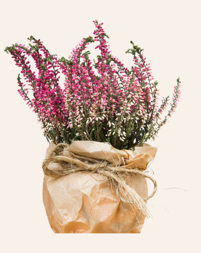 Calluna vulgaris (Common Heather)
