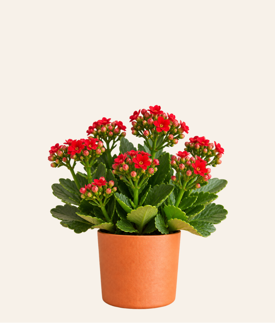 Kalanchoe (Flowering Succulent)
